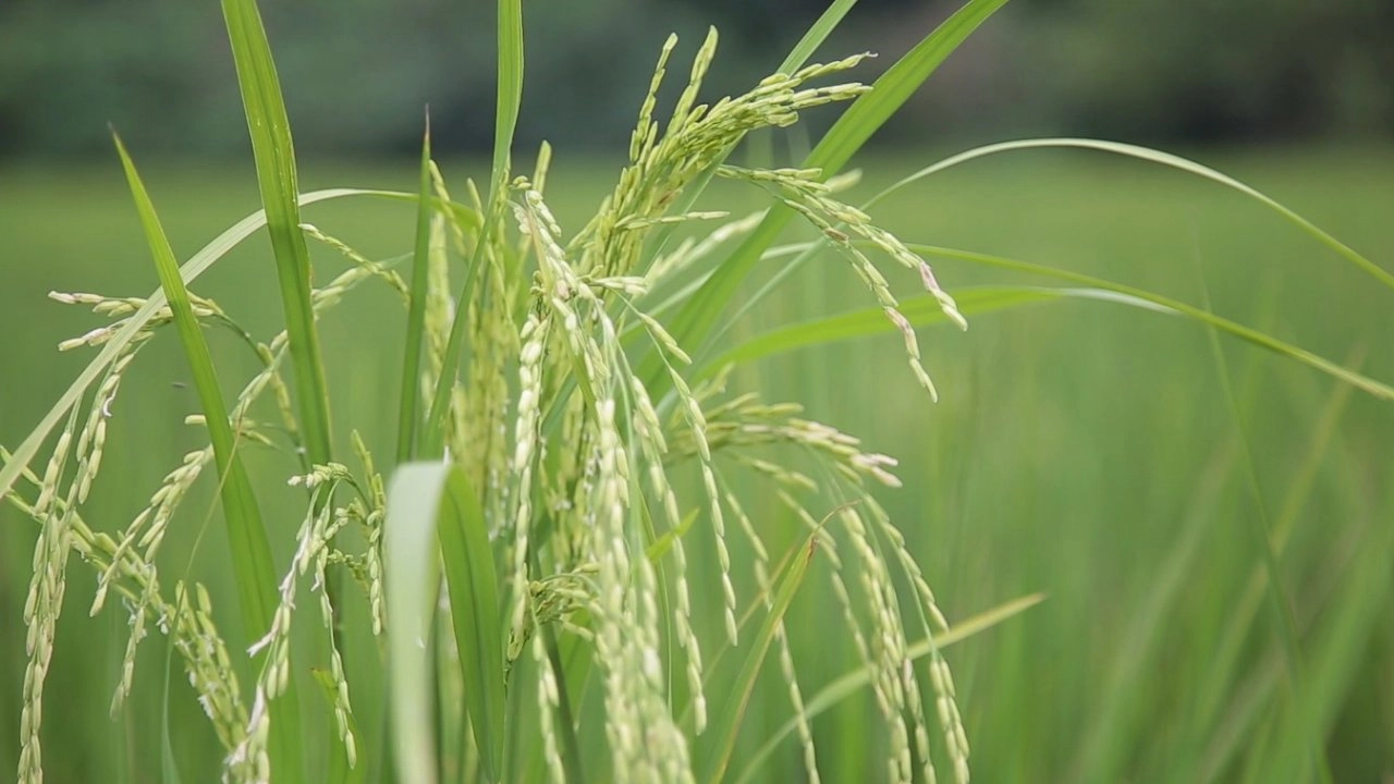 ​ลดต้นทุนปุ๋ยและยาในนาข้าว