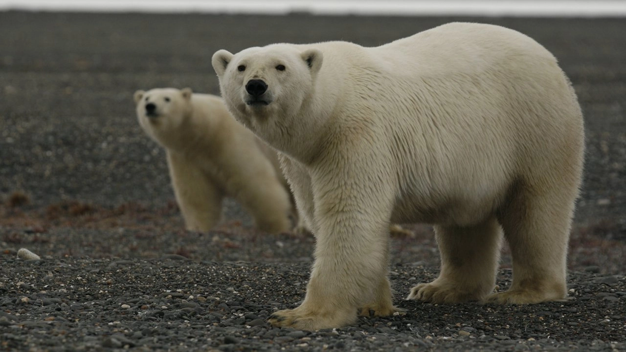 รัสเซีย - ดินแดนแห่งเสือ หมี และภูเขาไฟ ตอนที่ 1/2