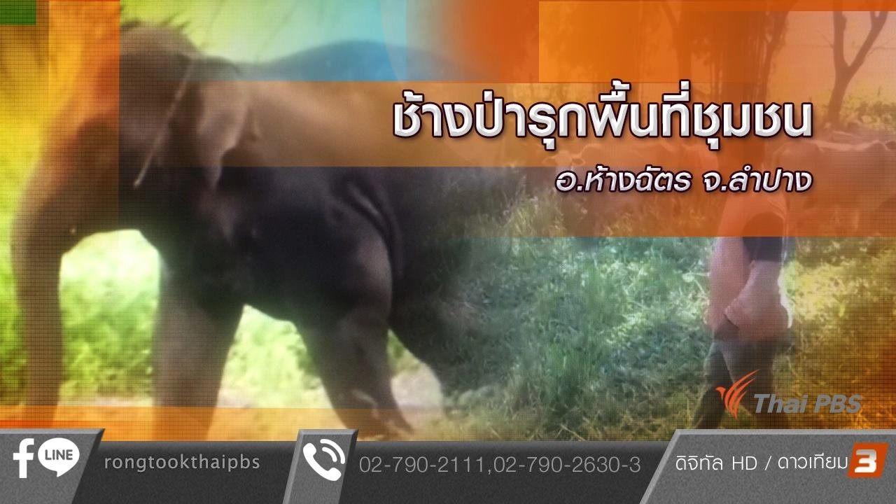 ช้างป่ารุกพื้นที่ชุมชน อ.ห้างฉัตร จ.ลำปาง