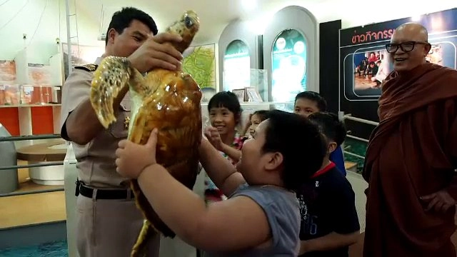 อาสาสมัครพิทักษ์เต่า