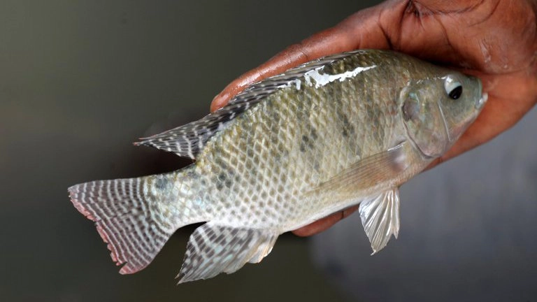 ปลานิลพระราชทาน, ผ้าพันคอช่วยคนไร้บ้าน, เรือเวชพาหน์ลำเดียวในโลก