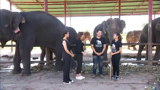 ช้างของพระราชา