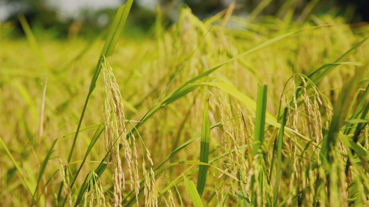 ​ข้าวหอมมะลิธรรมศาสตร์