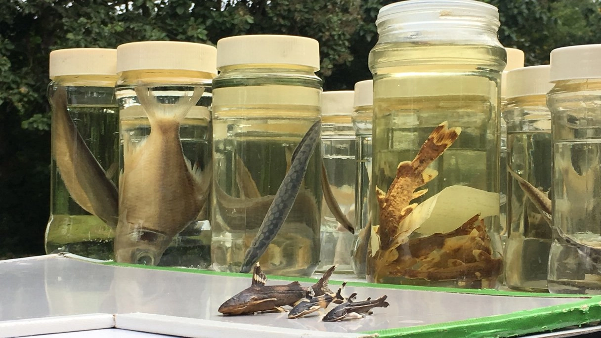 สิ่งมีชีวิตชนิดใหม่ของโลก