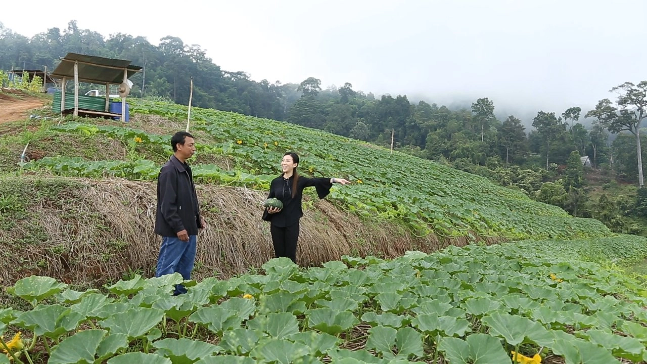 ศูนย์พัฒนาโครงการหลวงม่อนเงาะ จ.เชียงใหม่, ชม ดม ดื่ม ชาที่ม่อนเงาะ