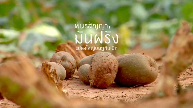 พันธสัญญามันฝรั่งแปลงใหญ่บนภูทับเบิก