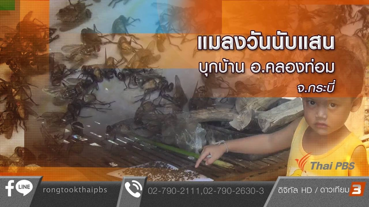 แมลงวันนับแสนบุกบ้าน อ.คลองท่อม จ.กระบี่