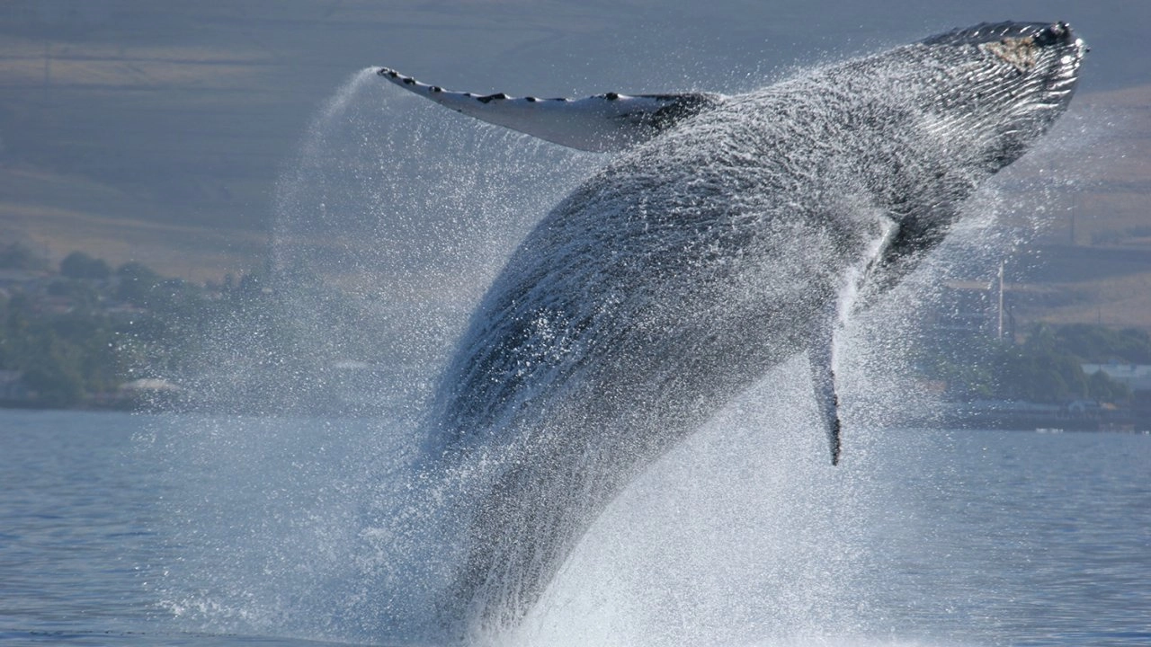 อัศจรรย์ธรรมชาติฮาวาย ตอน ความลับใต้ท้องทะเล