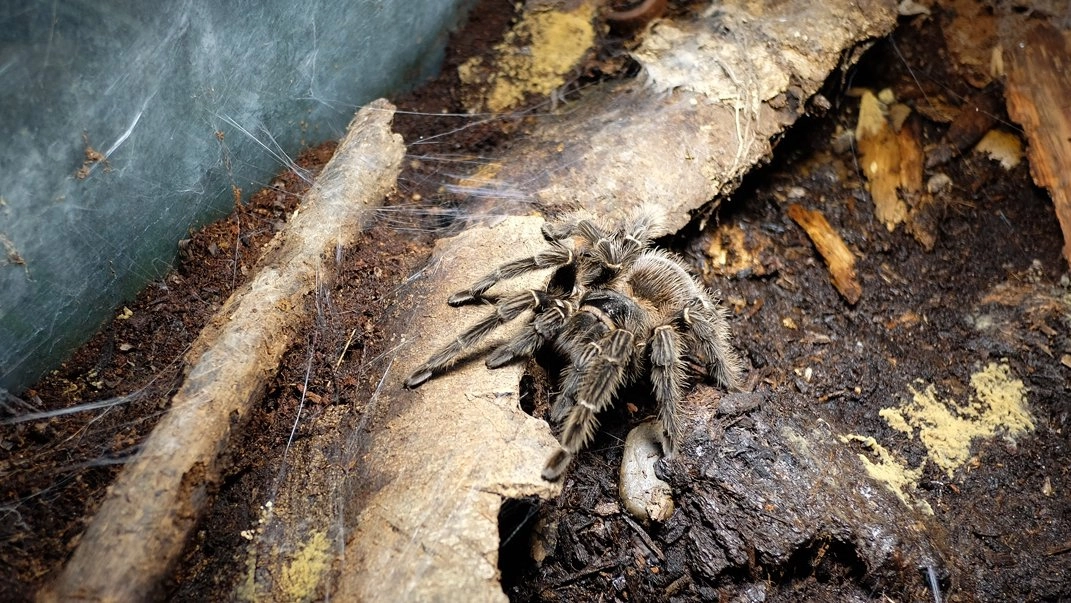 แมลงสัตว์มหัศจรรย์ ตอน 2