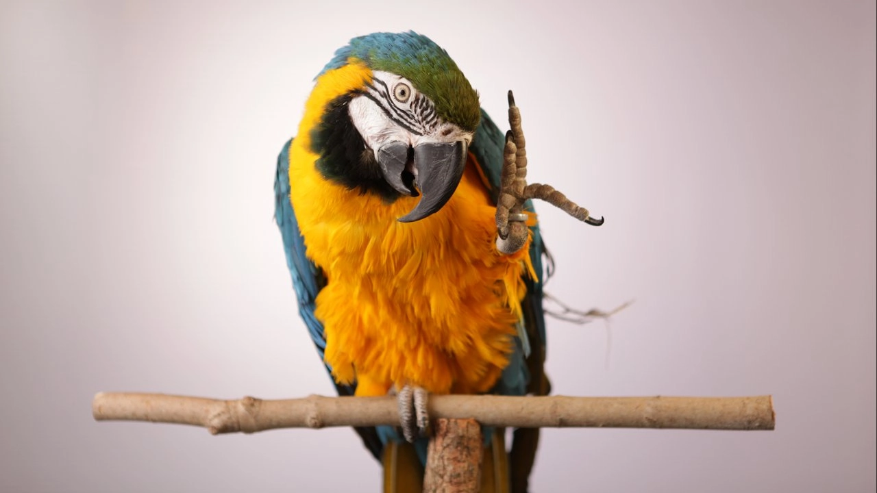 เจาะลึกชีวิตนกแก้ว