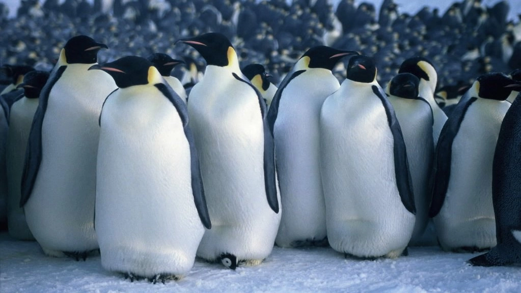 เหล่าสัตว์แห่งแอนตาร์กติกา