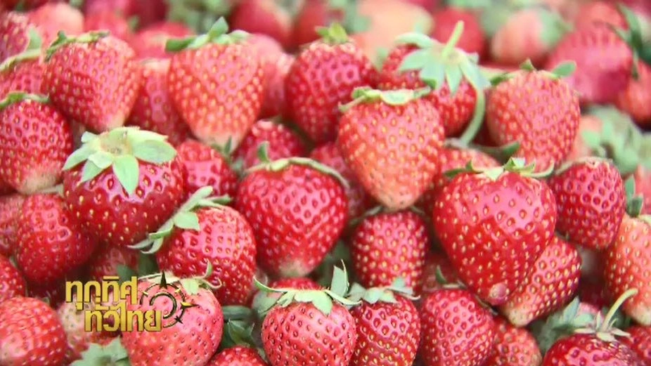 สถานีเกษตรหลวงอ่างขาง จ.เชียงใหม่