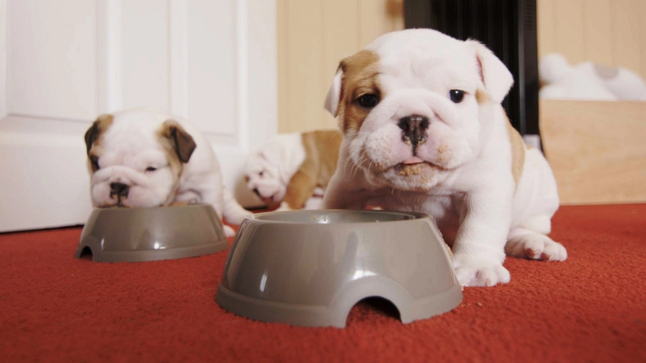 โลกหรรษาของน้องหมา ตอนที่ 1