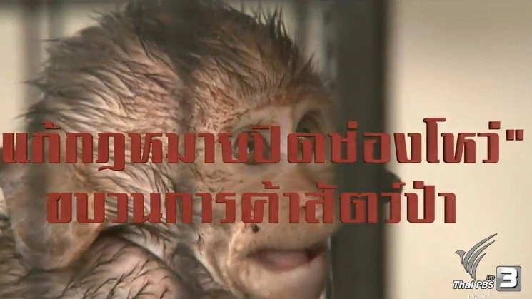 แก้กฎหมายปิดช่องโหว่ขบวนการค้าสัตว์ป่า