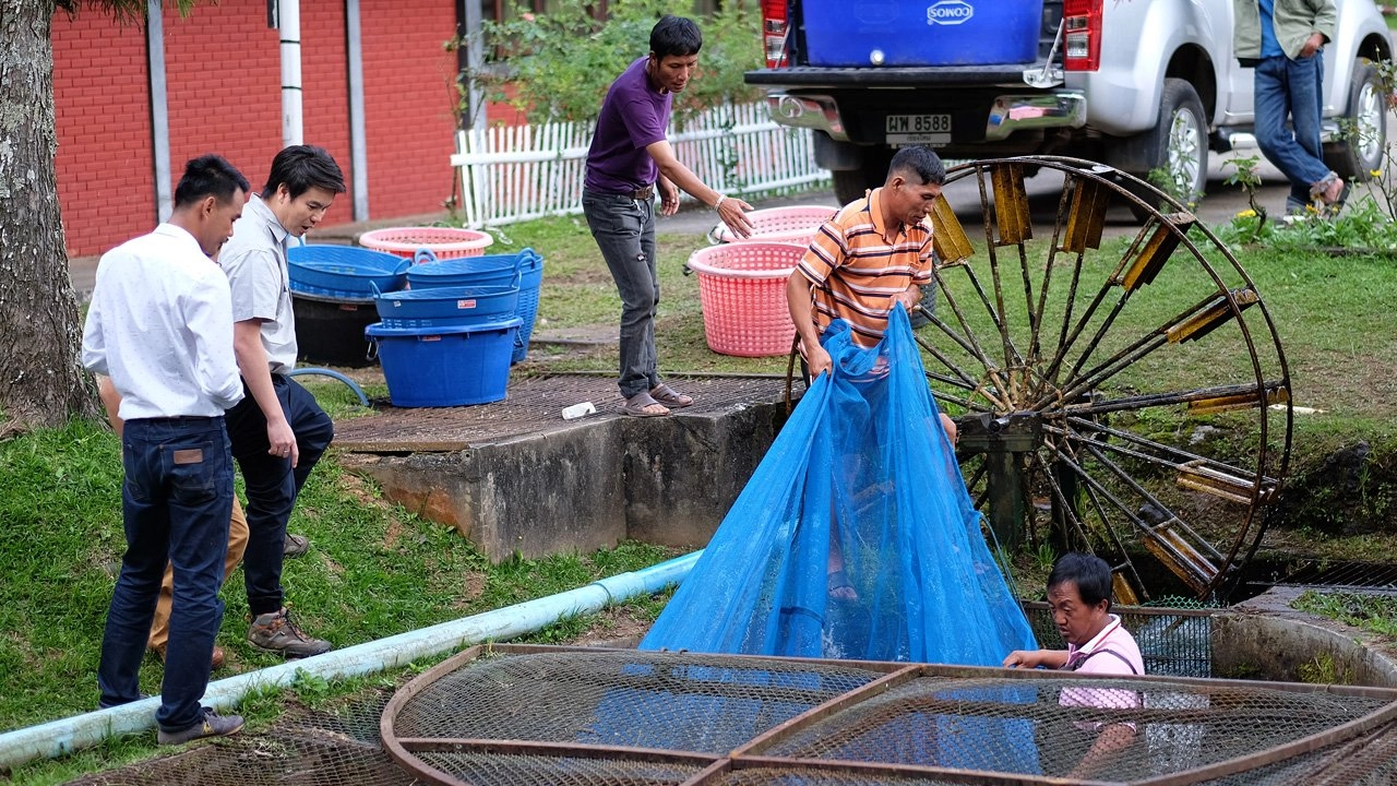 การประมงบนยอดดอย