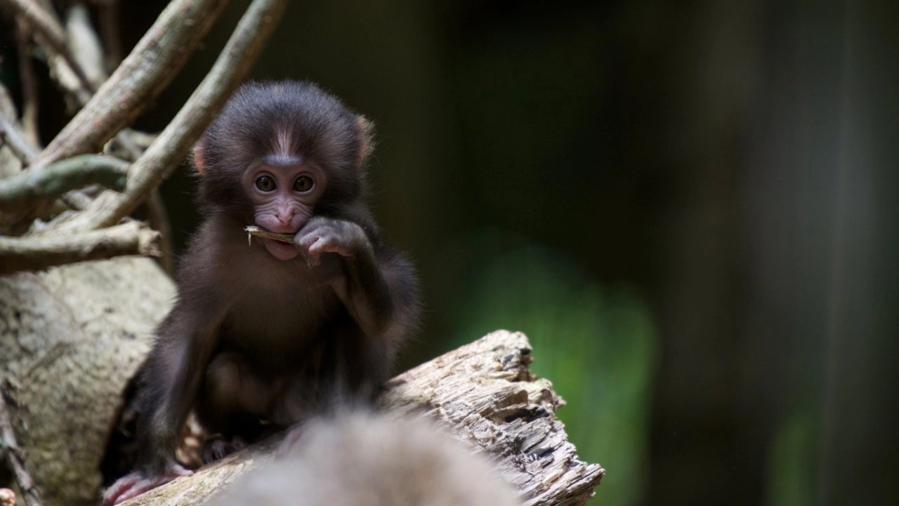 มหัศจรรย์ธรรมชาติญี่ปุ่น ตอน หมู่เกาะตะวันตกเฉียงใต้