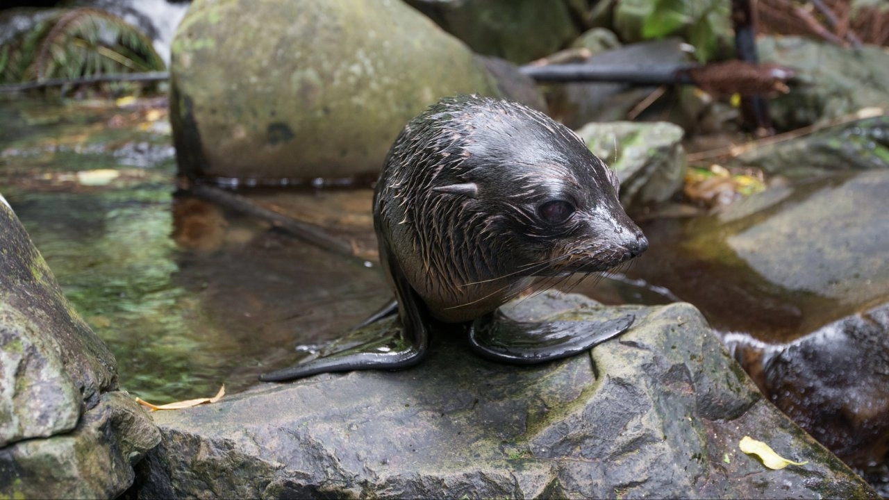 ​แมวน้ำขน ตอน แข่งขันสู่ความอยู่รอดถึงวันเกิดปีแรก