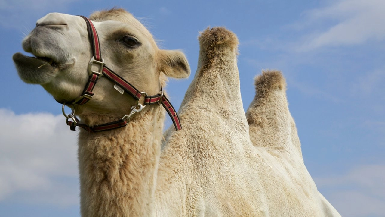 เจาะความลับของธรรมชาติ ตอน ร่างกายขยายขนาด และ อวัยะการกินพิเศษ