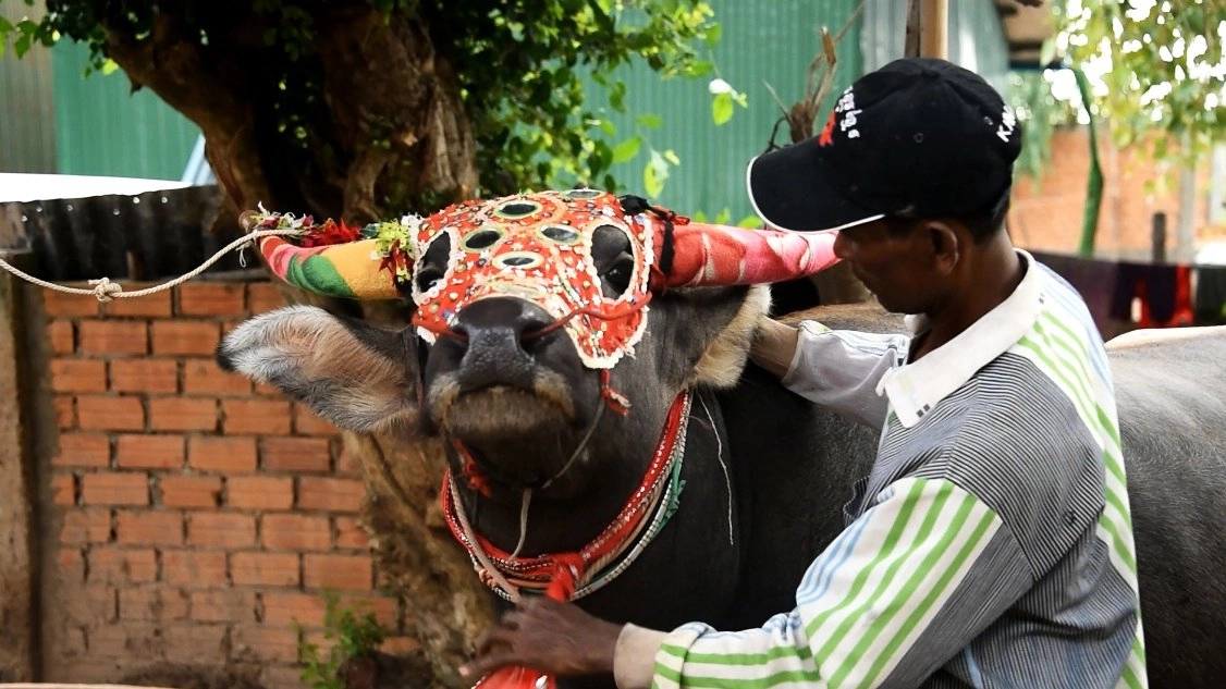 วิ่งควายเมืองเขมร