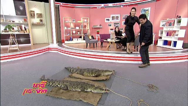 รู้พฤติกรรมจระเข้.. ทำอย่างไรเมื่อหลุดจากฟาร์ม ?, วิธีปรุงดินง่ายๆ..ปลูกอะไรก็ขึ้น, ขนมจีนน้ำยาปูใบชะพลู