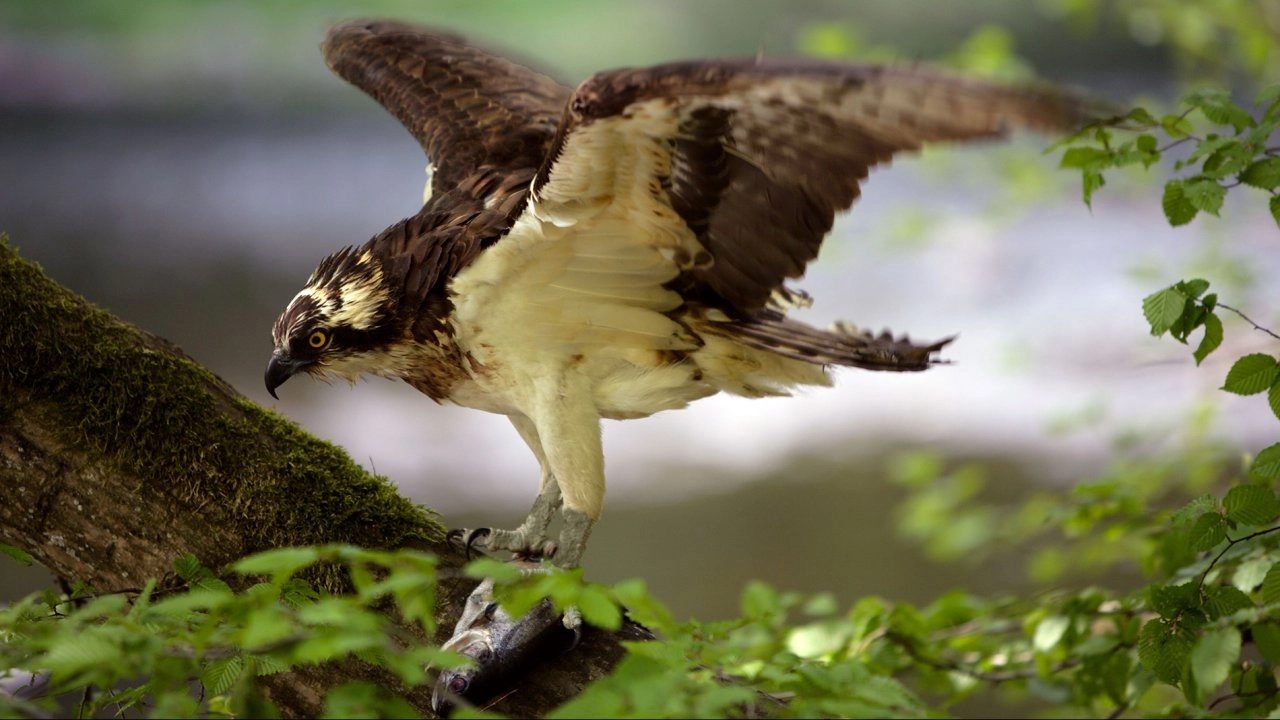 อัศจรรย์ธรรมชาติป่าริมแม่น้ำไรน์