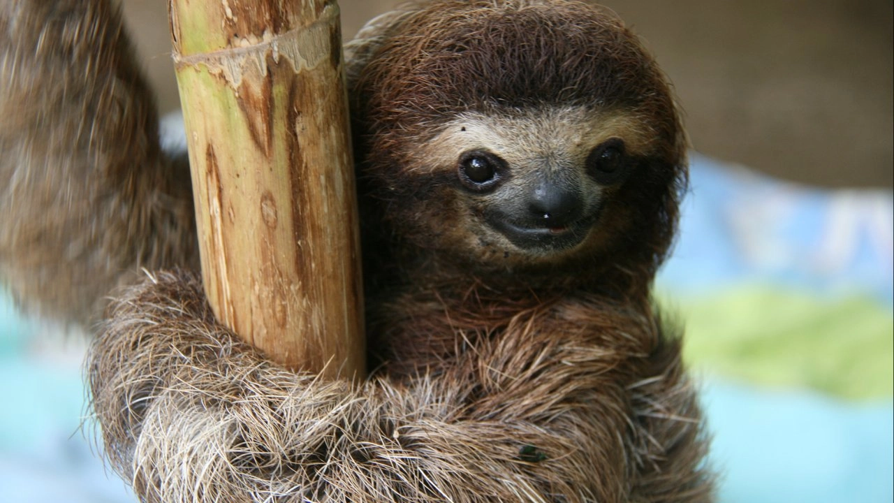 โลก 360 องศา ตอน จอมขี้เกียจแห่งคอสตาริกา