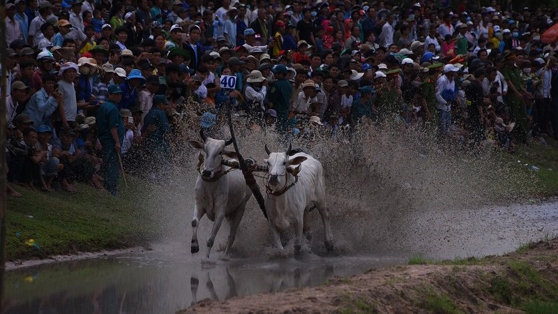 วิ่งวัวแห่งชาติกสิกรรม