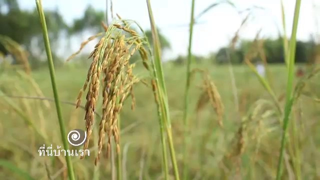 ข้าวไทยขายนอก น้ำอ้อมอินเตอร์