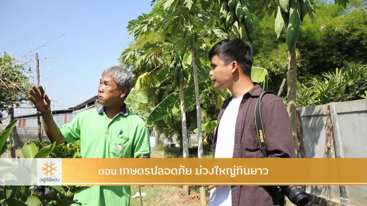 เกษตรปลอดภัย ม่วงใหญ่กินยาว​