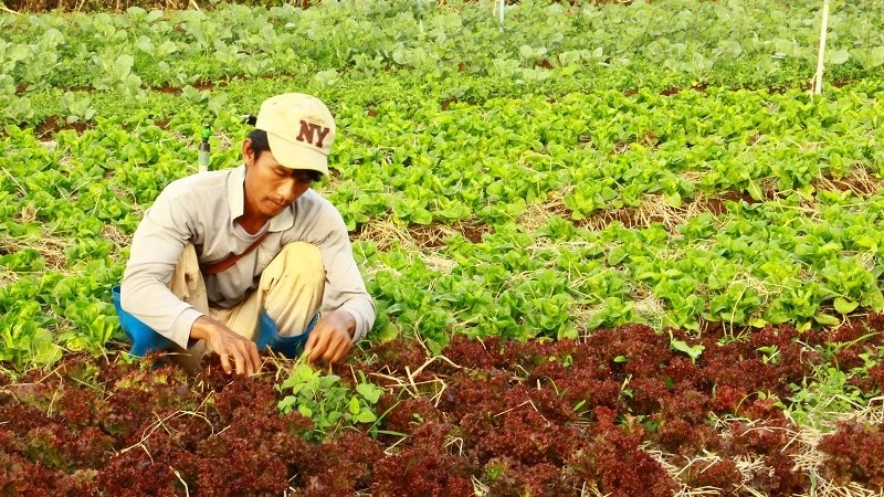 เกษตรสร้างสุข โครงการส่งเสริมกสิกรรมไร้สารพิษตามโครงการพระราชดำริ  จ.นครราชสีมา