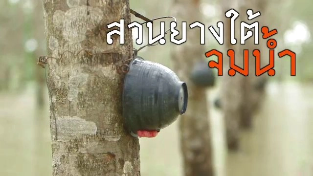 สวนยางใต้จมน้ำ