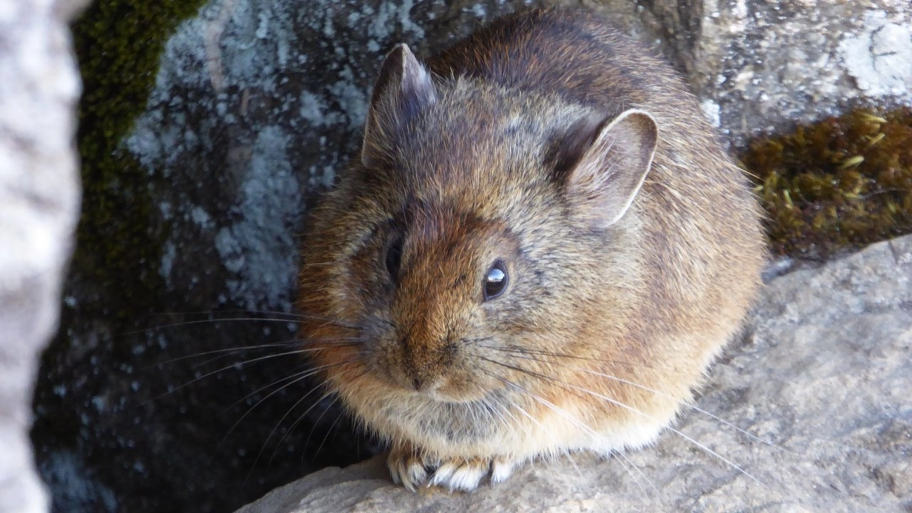 มหัศจรรย์ธรรมชาติอินเดีย ตอน ดินแดนแห่งแม่น้ำ