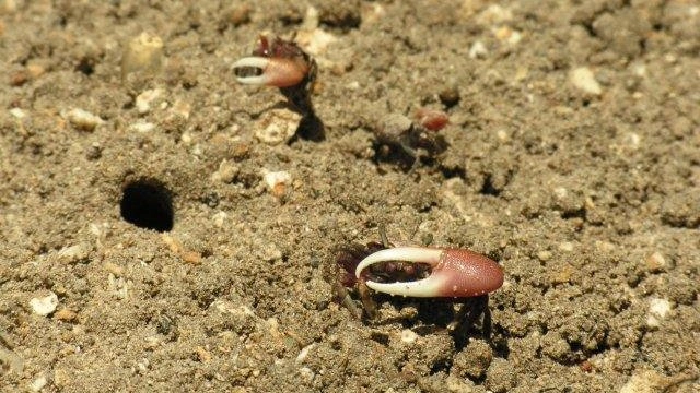 ผจญภัยขุมทรัพย์แห่งธรรมชาติ ตอน ที่หลบภัยในแอตแลนติก