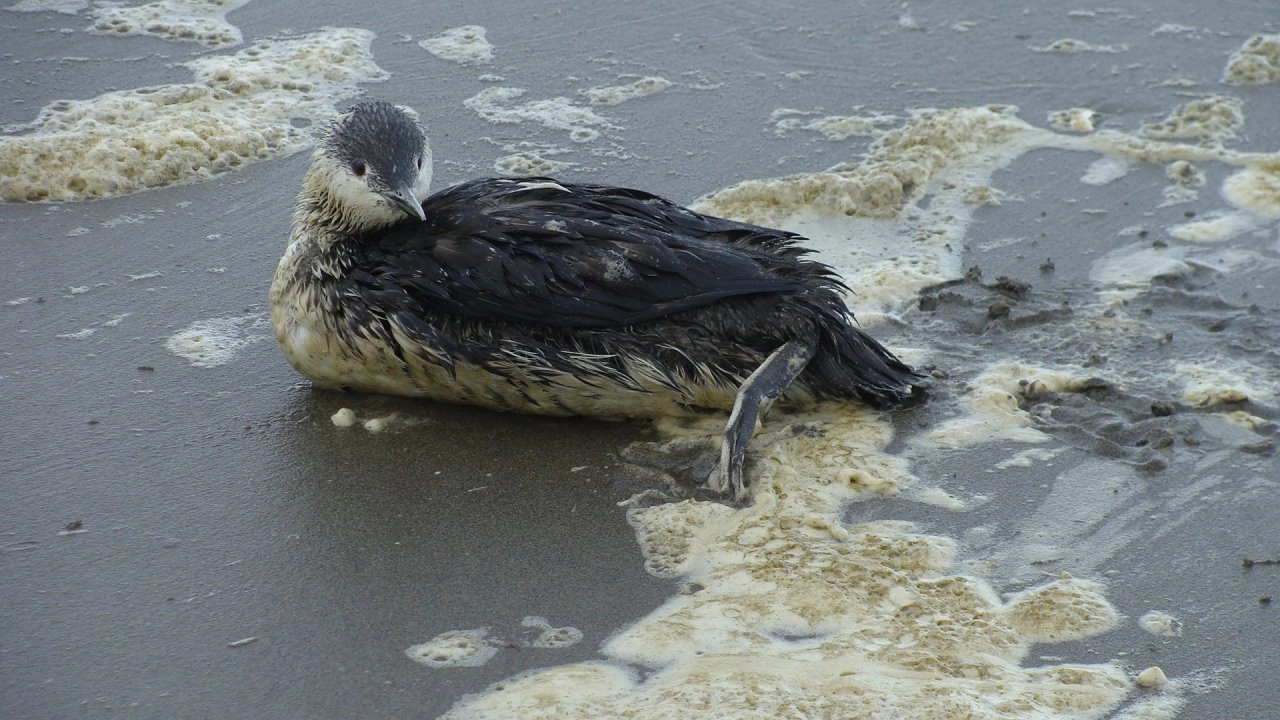 เหตุการณ์ธรรมชาติสุดพิลึก ตอนที่ 2