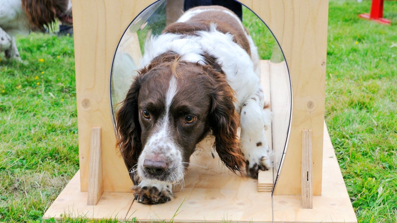 ตื่นตากับโลกของสุนัข ตอนที่ 1