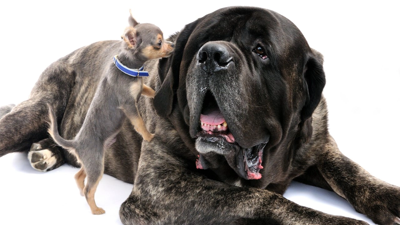 ตื่นตากับโลกของสุนัข ตอนที่ 3