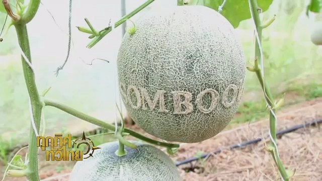 ทุกทิศทั่วไทย