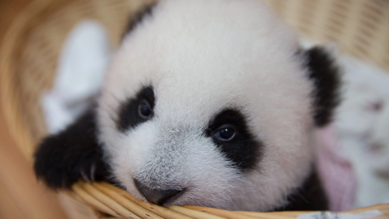 แพนด้าน้อย