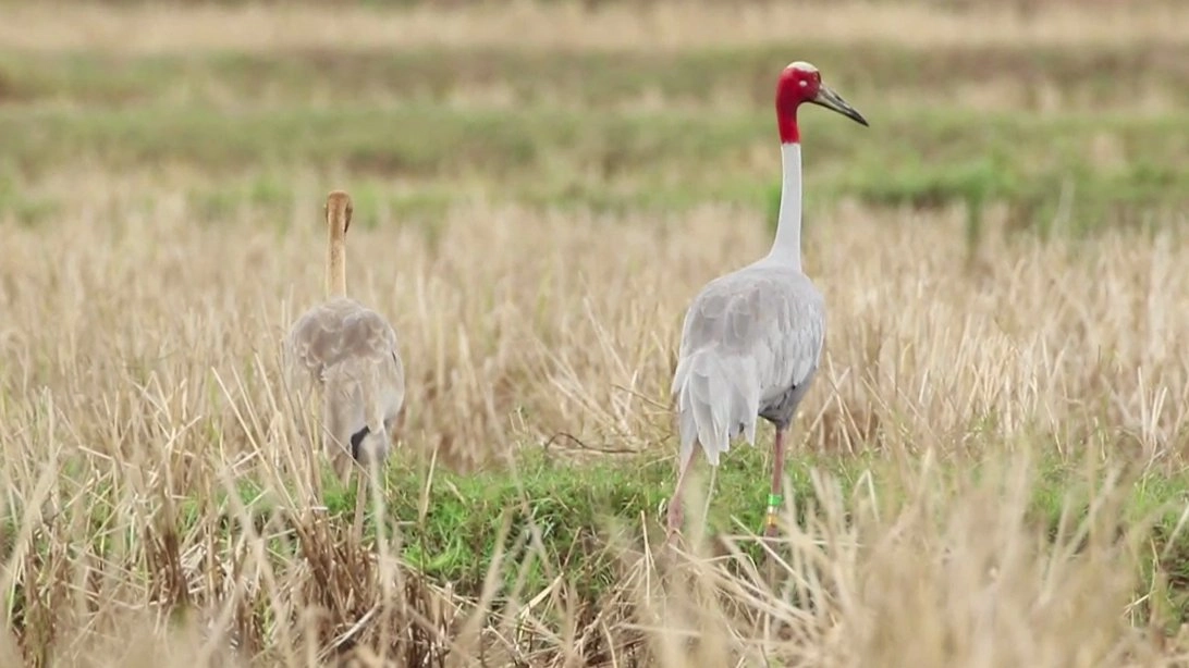 "นกกระเรียนไทย" ต้นแบบการนำธรรมชาติกลับคืน