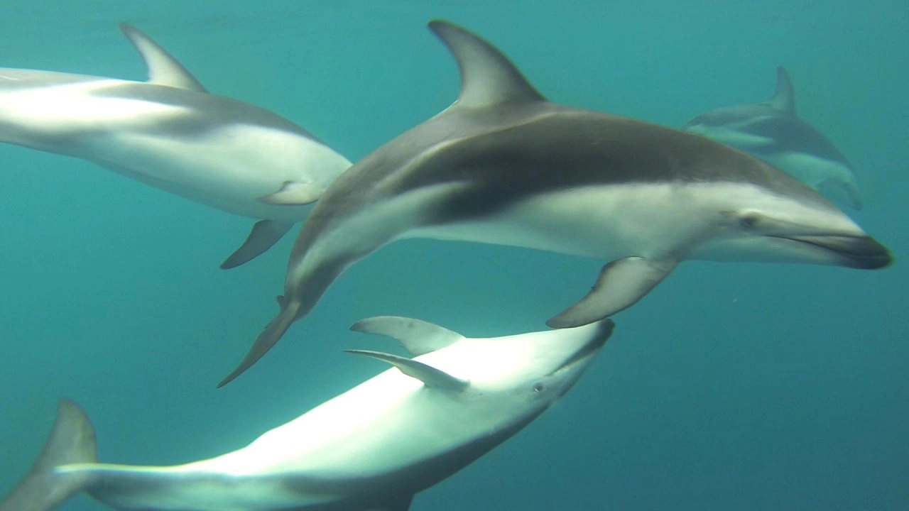 ชีวิตสัตว์โลก ตอน โลมา