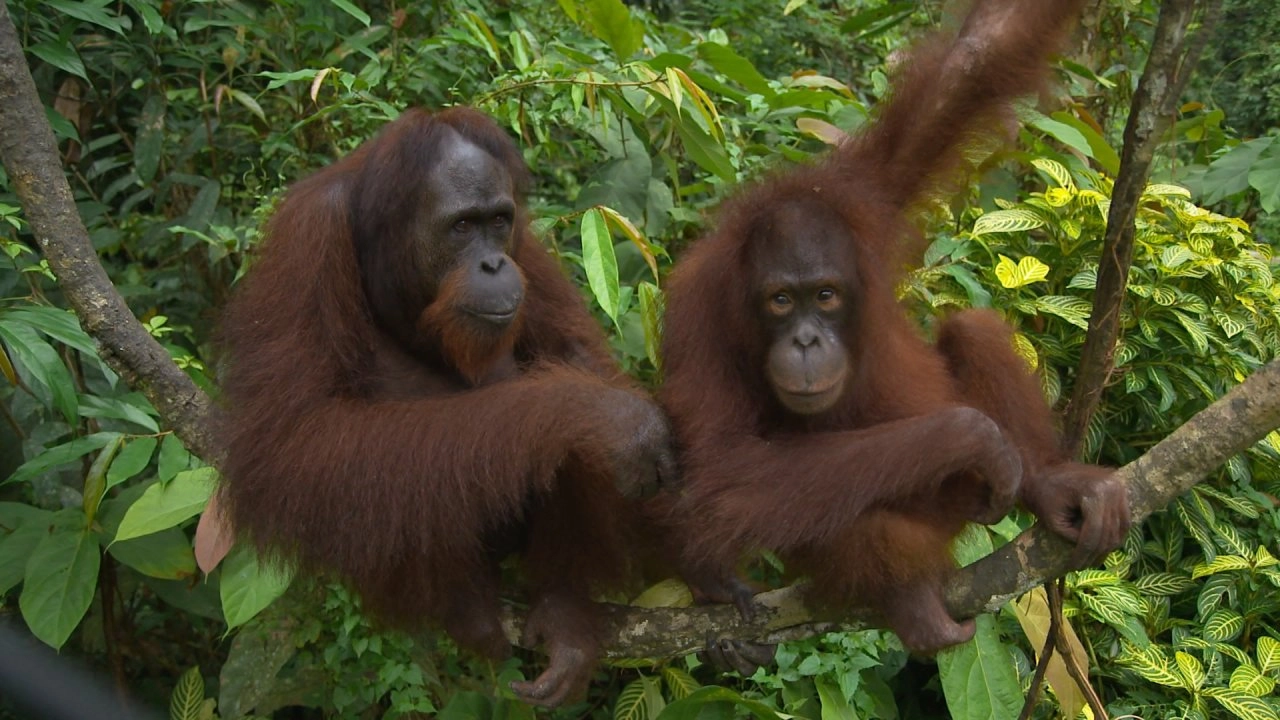 ชีวิตสัตว์โลก ตอน ลิงอุรังอุตัง