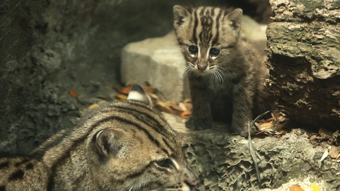 “เสือปลา” สัตว์ผู้ล่าที่หาทางรอด