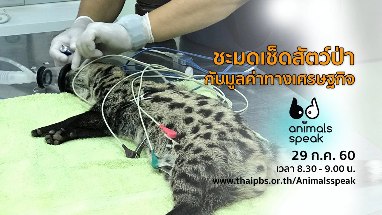 ชะมดเช็ดสัตว์ป่ากับมูลค่าทางเศรษฐกิจ