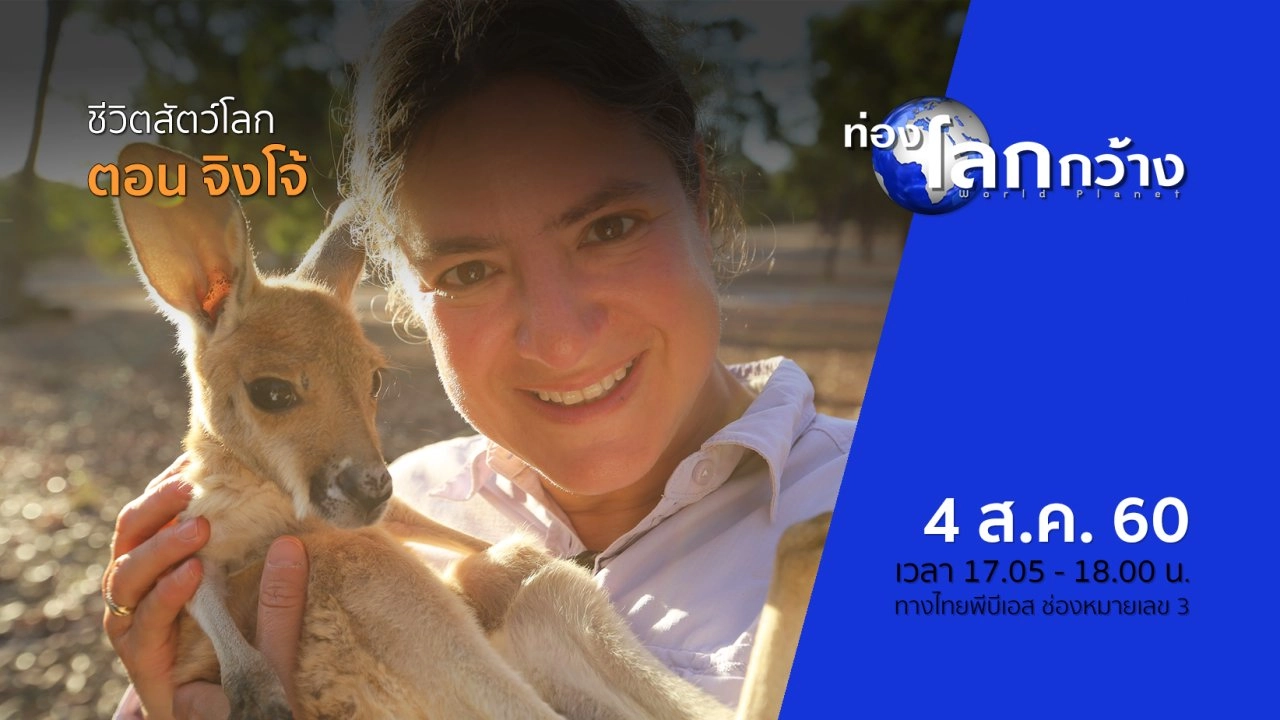 ชีวิตสัตว์โลก ตอน จิงโจ้