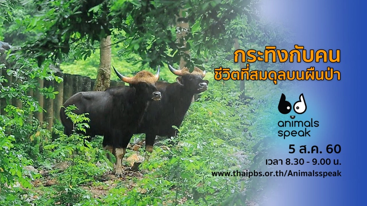 “กระทิงกับคน ชีวิตที่สมดุลบนผืนป่า”