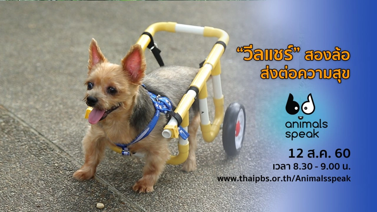 “วีลแชร์” สองล้อส่งต่อความสุข