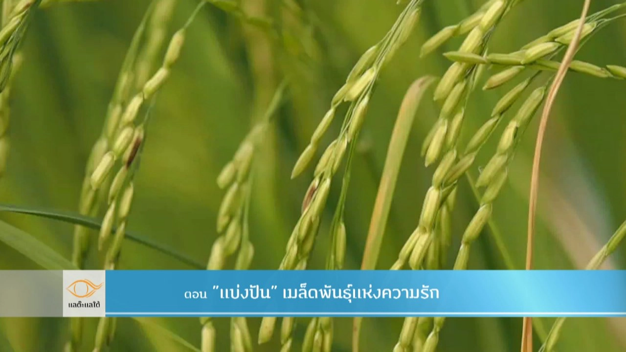 แบ่งปันเมล็ดแห่งความรัก