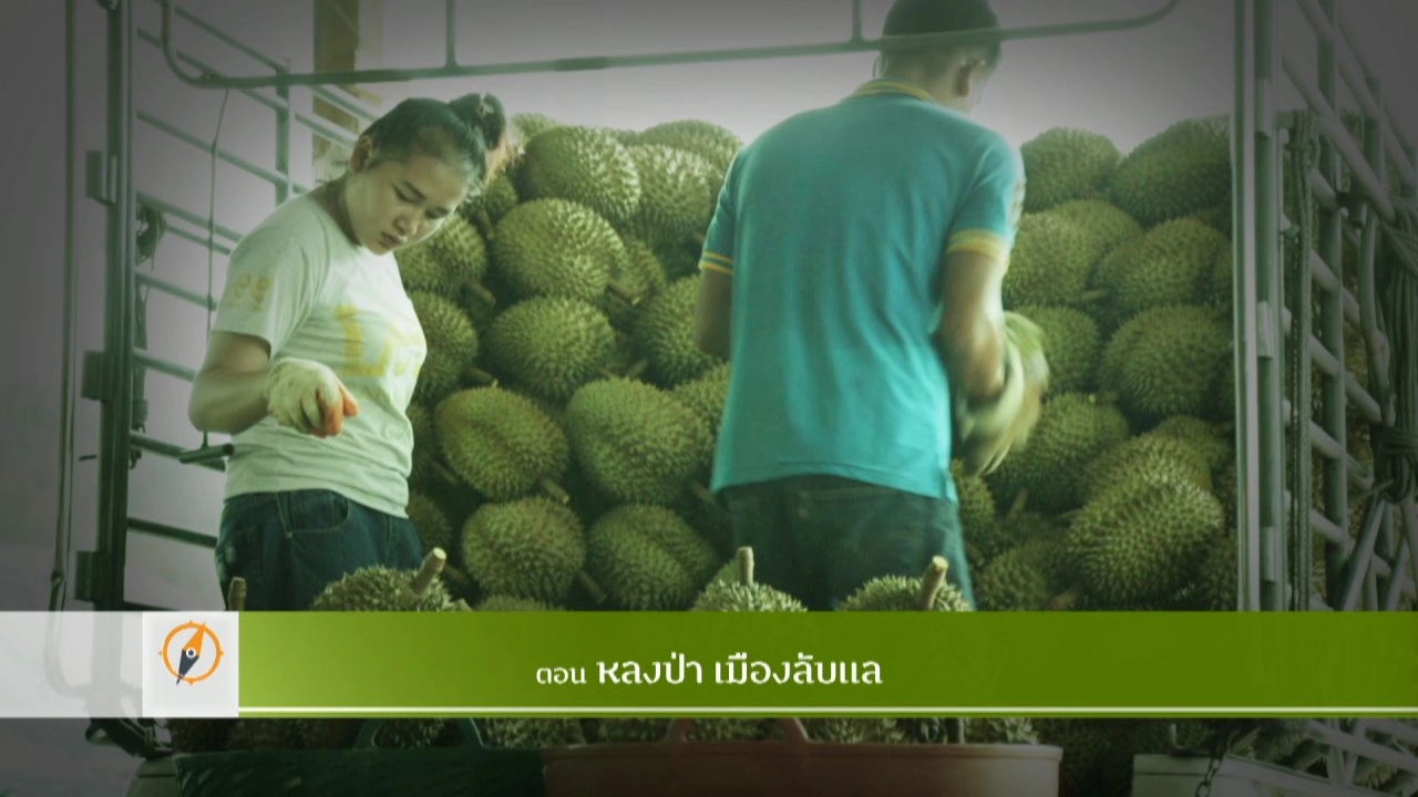 หลงป่า เมืองลับแล​