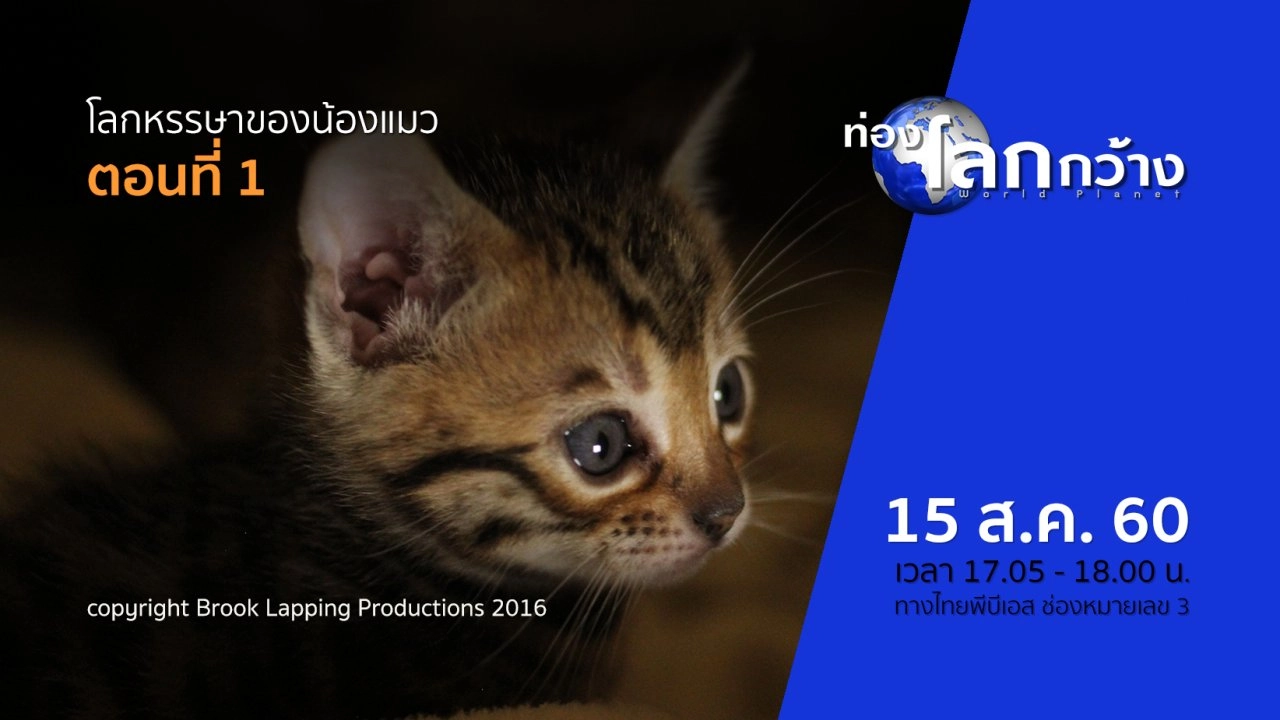 โลกหรรษาของน้องแมว ตอนที่ 1