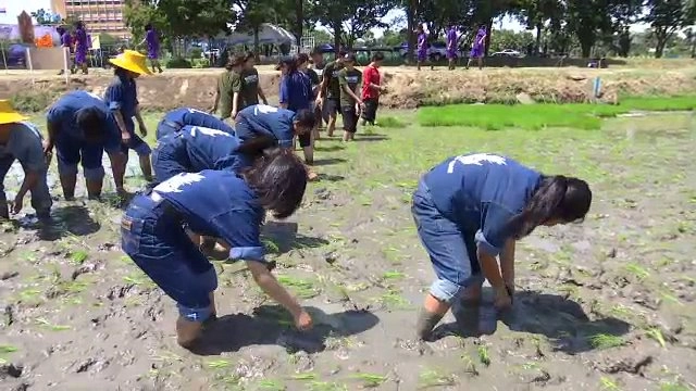 ปลูกข้าววันแม่ เกี่ยววันพ่อ